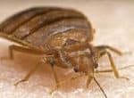 bed bugs can active in the winter in phoenix. contact professionals at budget brothers termite today for bed bug removal in phoenix