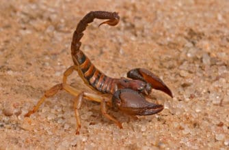 phoenix homes frequently deal with scorpion infestations contact budget brothers termite for immediate help