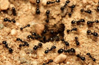 ant extermination phoenix ant removal phoenix ant control phoenix