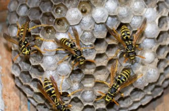 Removing wasps from your Phoenix home is not for amateurs. This image of wasps's nest from a Phoenix home shows how aggressive they can be