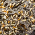 phoenix termite elimination, phoenix termite extermination, phoenix termite control