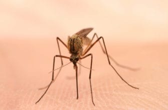 mosquitos are an irritating summertime pest. this mosquito is about to bite. call budget brothers termite to get rid of mosquitoes at your home