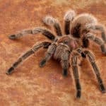 tarantulas are a common pest in phoenix homes. this tarantula was found on the floor of a garage of a phoenix home owner. while not terribly dangerous, if you see a tarantula, we recommend contacting budget brothers termite and pest immediately for help