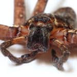 The giant crab spider or huntsman spider is a common spider pest in phoenix az. if you see them roaming your home call budget brothers termite for immediate service