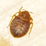zoomed in shot of a bed bug against white cotton of a bed. this image is being used to illiustrate the importance of finding the right bed bug elimination company to solve your problems. budget brothers termite and pest is the best bed bug company in phoenix.