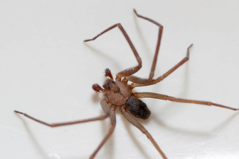 Signs Of A Brown Recluse Spider Bite Budget Brothers Termite And Pest