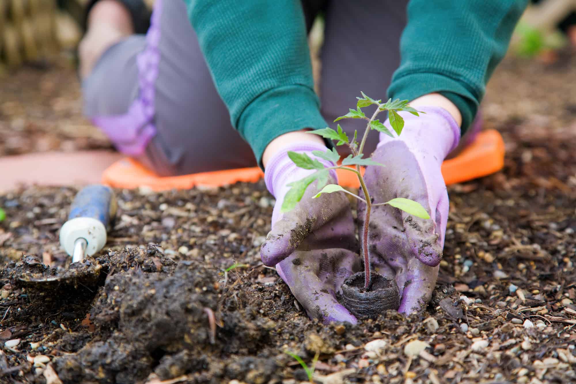 Common Garden Bugs & Protecting Your Plants