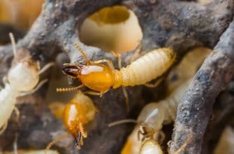 Immediate termite control with the termite elimination experts