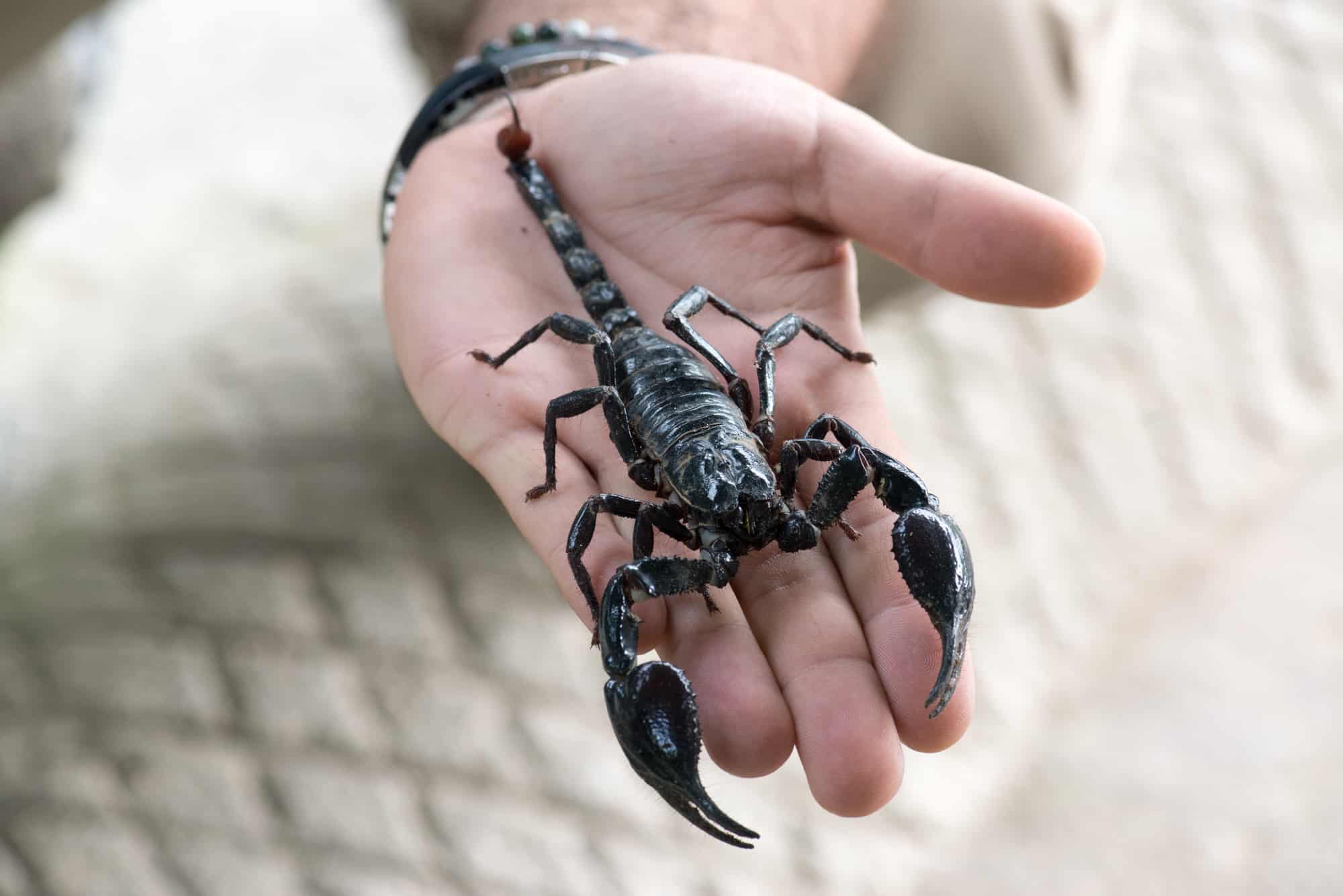 All the scorpion facts and myths you need to know - Budget Brothers Termite  & Pest Control