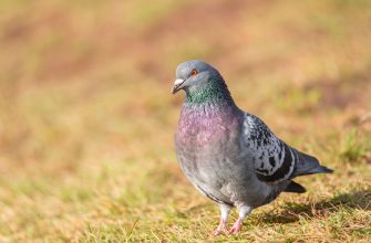 Everything you need to know about pigeon removal in Phoenix