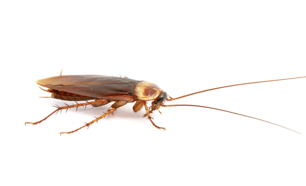 Cockroaches in AZ