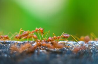 what attracts fire ants